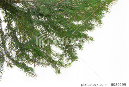 christmas tree christmas tree 6089299