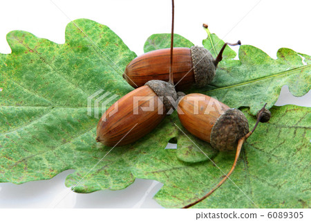 acorn oak on leaf acorn oak on leaf 6089305