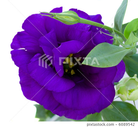 Eustoma flower close up Eustoma flower close up 6089542