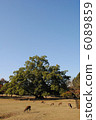 Landscape and Deer of Flying Field (taken at Nara Park) 6089859