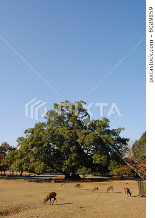 Landscape and Deer of Flying Field (taken at Nara Park) Landscape and Deer of Flying Field (taken at Nara Park) 6089859