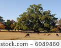 Landscape and Deer of Flying Field (taken at Nara Park) 6089860