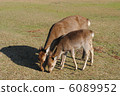 Parent-Child Deer (Photographed at Nara Park · Flying Field) 6089952
