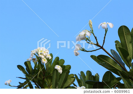 Plumenia Plumenia 6089961