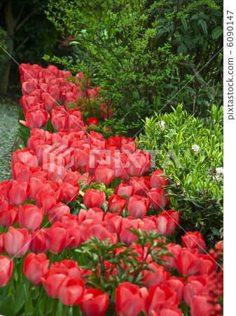 Bright red tulips in bloom (Philosophy no Way / Sakyo Ward, Kyoto City) Bright red tulips in bloom (Philosophy no Way / Sakyo Ward, Kyoto City) 6090147
