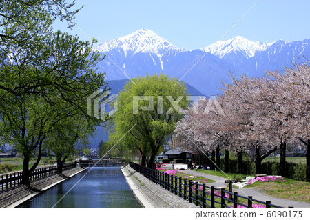 Cherry blossoms and cherry blossoms in Azumino and Kotobukiyama 6090175