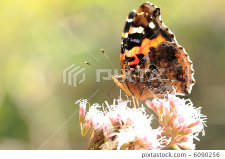 Akatateja of Akihabara 6090256