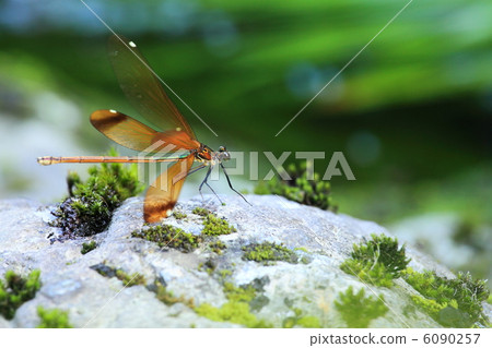 Miyama Kawatonbo living in the Kirimi River 6090257