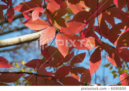 滴眼液 滴眼液 6090800