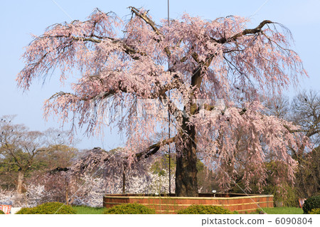 Maruyama park Gion drooping cherry tree 6090804