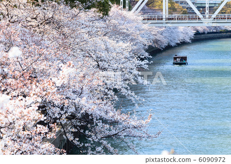 沿著大川的櫻花 6090972