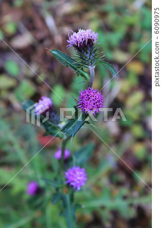 Azami Nozaki 6090975