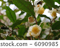 Tea flower 6090985