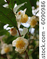 Tea flower 6090986