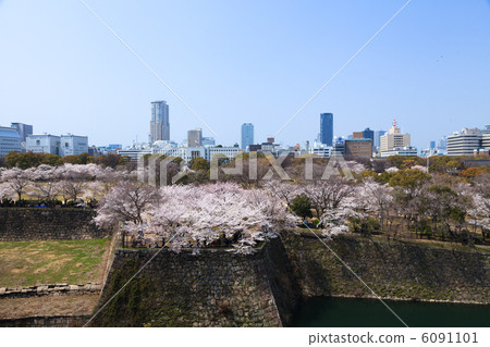 Cherry Blossoms at Osaka Castle Nishinomaru Garden 6091101