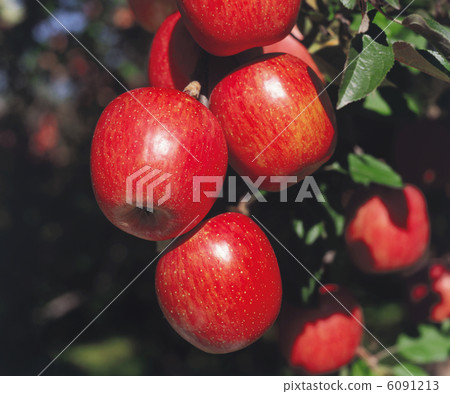 Apple Apple 6091213
