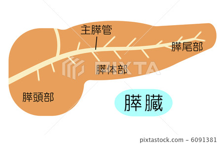 胰腺 胰腺 6091381