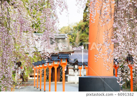 春天平原神社 6091382
