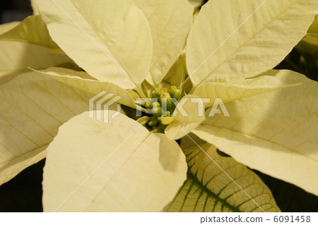 4 poinsettia 6091458