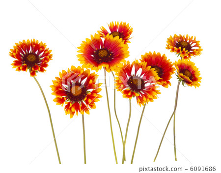 Gaillardia flower Gaillardia flower 6091686