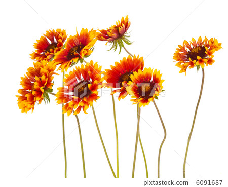 Gaillardia flower 6091687