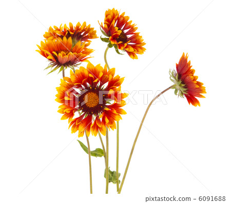 Gaillardia flower Gaillardia flower 6091688
