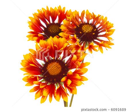 Gaillardia flower 6091689