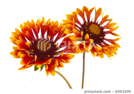 Gaillardia flower Gaillardia flower 6091690