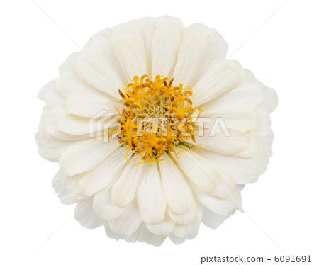 white zinnia isolated white zinnia isolated 6091691