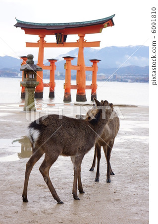 Miyajima deer Miyajima deer 6091810