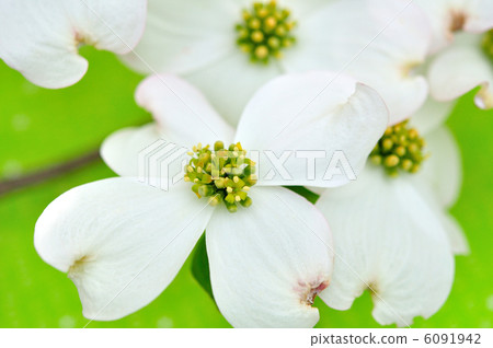 花樹（白色） 6091942