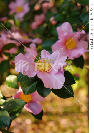 Sasanqua flowers Sasanqua flowers 6091963