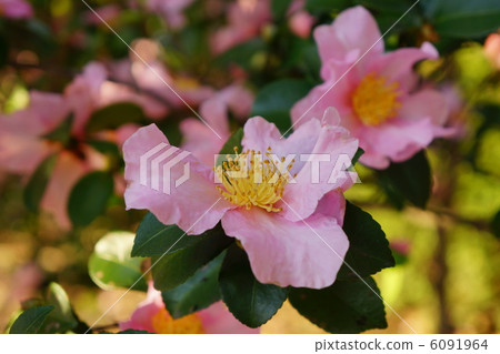 Sasanqua flowers Sasanqua flowers 6091964