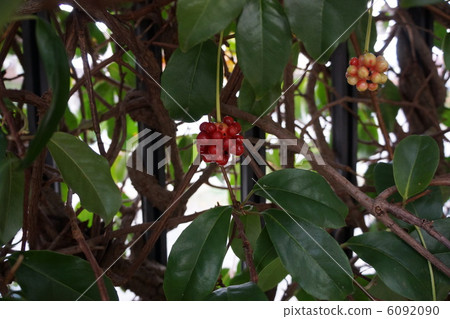 Sanekara's red fruit 6092090