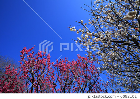 Flowers blooming in the new spring Red plum and white plum 6092101