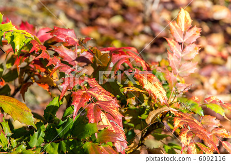 Heiraginanten 6092116