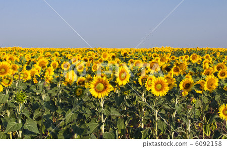 field of sunflowers 6092158
