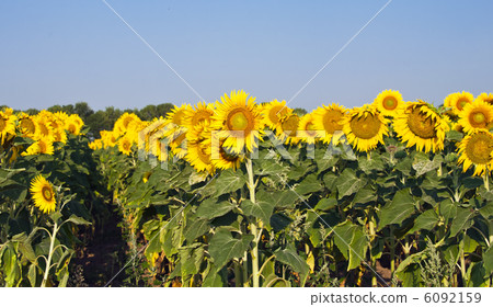 field of sunflowers 6092159
