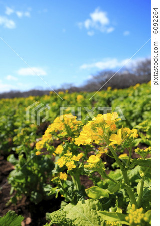 油菜田 6092264