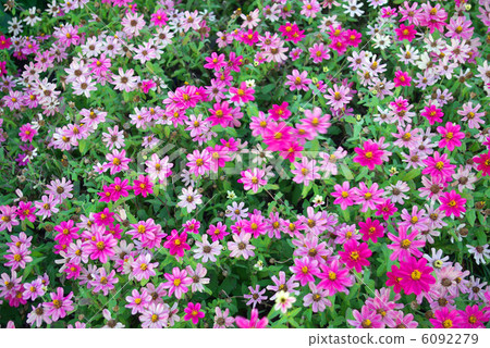 溢出的花圃花 6092279