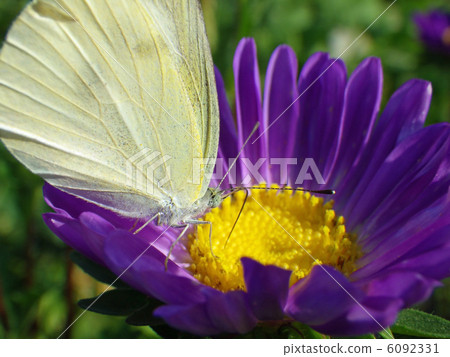 先生根和菊花 6092331