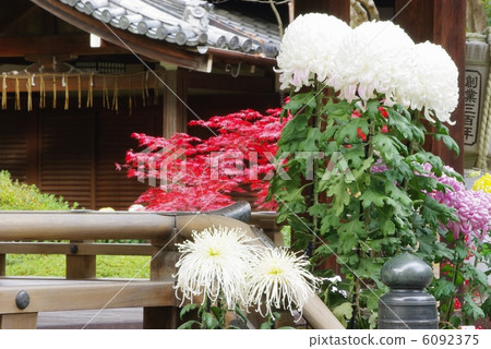 Chrysanthemum and Momiji Chrysanthemum and Momiji 6092375