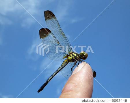 蜻蜓停在手指上 6092446