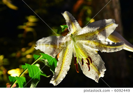 Yuri Yuri在晚上 6092449