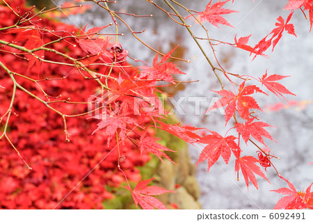 Autumn leaves 6092491