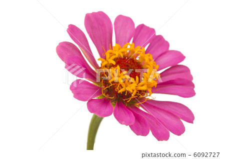 Zinnia flower Zinnia flower 6092727