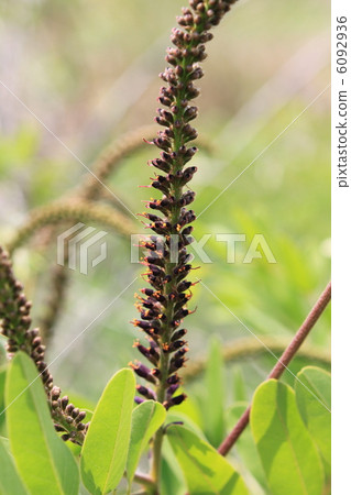 Itachihagi's flower 6092936