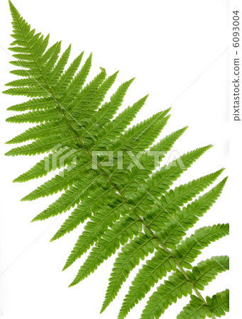 fern leaf fern leaf 6093004