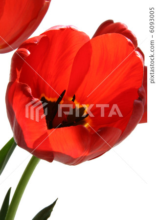 tulip flower macro 6093005