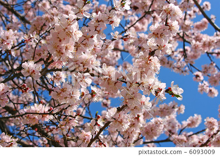 cherry blossoms cherry blossoms 6093009